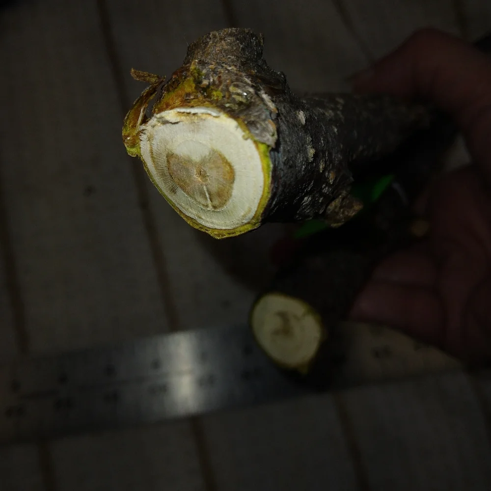 Peach Tree Branches for Crafting Isopods Reptiles Terarrium Jararrium Vivarium